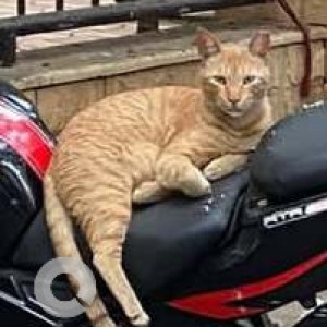 Missing: Orange Male Ginger cat Cat from Juhu Koliwada