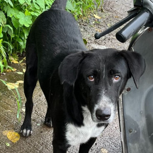 Found: Black and White Male Indie Dog from SKYI manaslake society