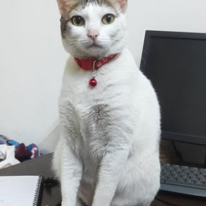 Missing: Black and White Female Calico Cat from H Block, Vikas Puri-3