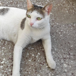 Missing: White and Grey Female Calico Cat from Vikaspuri-3