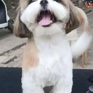 A White-Brown Mix Shih Tzu Dog Missing from Shivajinagar, Bengaluru-2