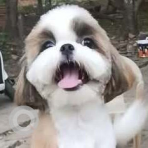 A White-Brown Mix Shih Tzu Dog Missing from Shivajinagar, Bengaluru