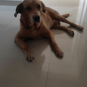 A Brown Labrador mix Dog Missing from Chamrajpet, Bengaluru-3