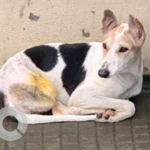 Missing: Black and White Female Indie Dog from Bharat electronics, Drdo Township