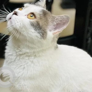A White and Grey British Longhair Cat Cat Missing from Attiguppe, Bengaluru-3