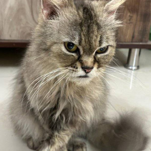 Missing: White and Grey Female Persian Cat from Dombivali west-2
