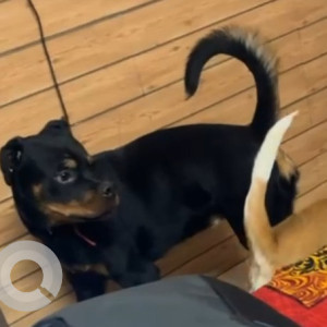 A Black and Brown Rottweiler Dog Missing from Sector 43, Gurugram-3