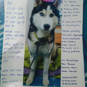 A White and Grey Husky Dog Missing from Mothrowala, Dehradun-2