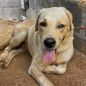 A Golden Labrador Dog Found from Hyderabad