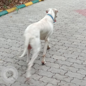 A White Labrador Dog Found from Adyar, Chennai-2