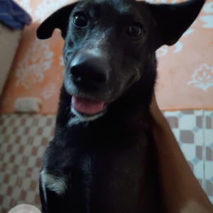 Missing: Black Male Indie Dog from Soniya Vihar Pusta 2