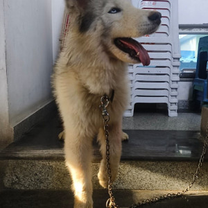 A White and Grey Husky Dog Found from Greater Hyderabad Municipal Corporation East Zone, Hyderabad