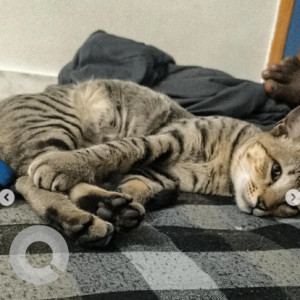 A Black and White Indie Cat Found from HSR Layout, Bengaluru-3