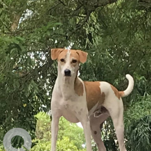 Missing: White-Brown Mix Male Indie Dog from Badem/Assagao area-2