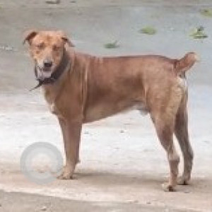 A Brown Indie Dog Found from Kengeri, Bengaluru