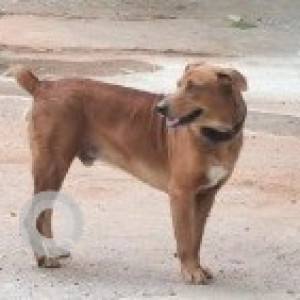 A Brown Indie Dog Found from Kengeri, Bengaluru-2