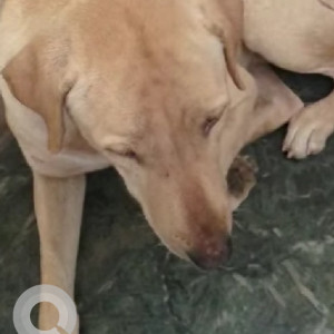 Found: White Male Indie Dog from Hauz Khas Near Police Station South Delhi