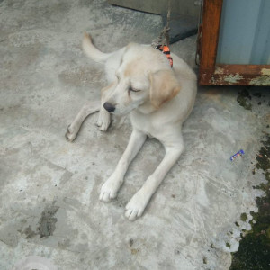 A White Indie Dog Found from Nigdi, Pimpri Chinchwad-2