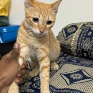 A Orange Tabby Cat Found from HAL 3rd Stage, Bangalore