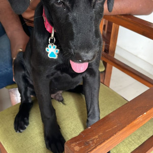A Black Labrador Dog Found from Moshi, Pimpri Chinchwad-4