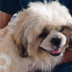 A White-Brown Mix Shih Tzu Dog Found from Undri, Pune