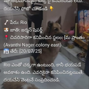 A Black and Brown German Shepherd Dog Missing from Hayathnagar mandal, Hyderabad