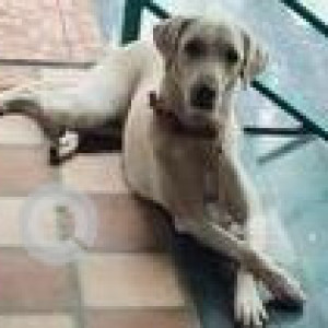 Found: White Female Indie Dog from Janseva Bank - Right Bhusari Colony