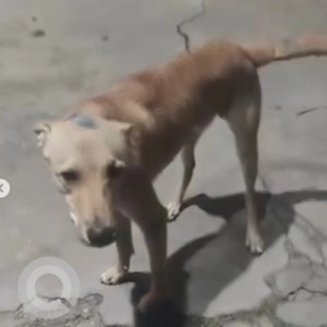 A White-Brown Mix Indie Dog Found from Marenahalli, Bengaluru-2