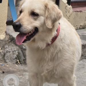 A White Labrador Dog Found from Bengaluru