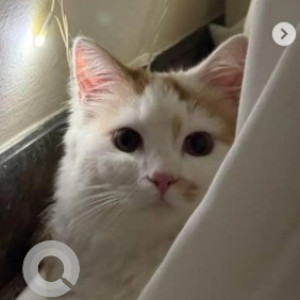 A White-Brown Mix Persian Indie mix Cat Missing from TWIN park, sector 3, HSR Layout, Bengaluru-2