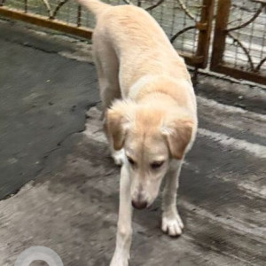 A White-Brown Mix Indie Dog Found from Karve Nagar, Pune-2