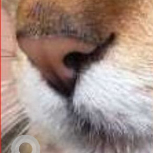 A White and Grey Indie Cow Found from Bengaluru-3