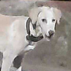 Found: White Female Indie Dog from Barne Road, Mangalwar Peth