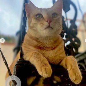 A White-Brown Mix Ginger cat Cat Missing from Bilekahalli, Bengaluru-3