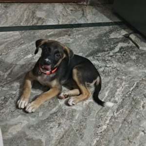 A Black and Brown Indie Dog Missing from Mehrauli, New Delhi