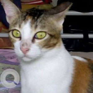 A White and Grey Tabby Cat Missing from Zone 2, Mumbai