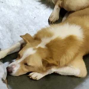 Missing: White-Brown Mix Male Indie Dog from Christian College campus tambram-2