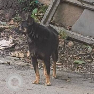 A Black and Brown Rottweiler Bhoottiya mix Dog Found from Krushna Nagar, Pune