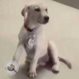 Missing: White Female Labrador Dog from Pallikaranai-2