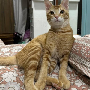 A Orange Indie Cat Missing from Andheri West, Mumbai