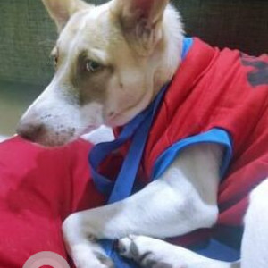 Missing: White-Brown Mix Male Indie Dog from Nigdi-2