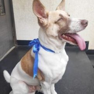 Missing: White-Brown Mix Male Indie Dog from Nigdi-3