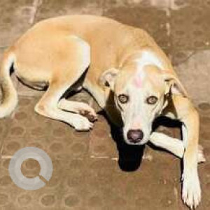 Missing: White-Brown Mix Male Indie Dog from Aundh