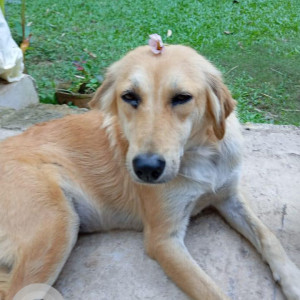 Missing: Golden Female Indie Dog from East Street-2