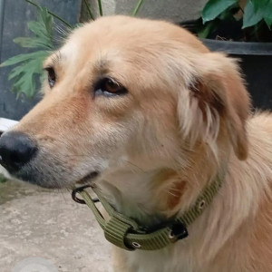 Missing: Golden Female Indie Dog from East Street