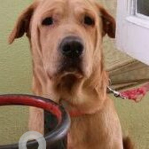 Missing: Brown Male Labrador Dog from Kullappa circle-2