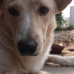 Missing: White Male Indie Dog from Jawahar Lal Nehru Marg, Shani Dev Temple, Allahabad-3
