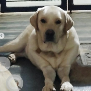 A Golden Labrador Dog Missing from Madhuranagara, Bengaluru-2