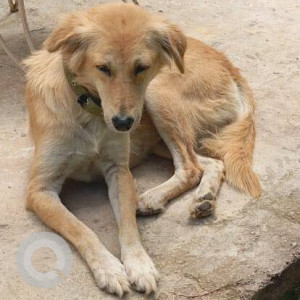 Missing: Golden Female Indie Dog from East Street-3