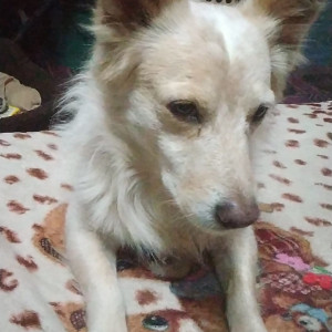 Missing: White Male Pomeranian  mix Dog from Civil Line, Satna City-2